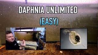 How I Raise Daphnia Water Fleas And You Can Too [upl. by Rehportsirhc]