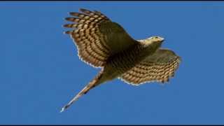 Sparrowhawk Bird Call Bird Song [upl. by Tifanie]