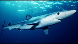 Facts The Blue Shark [upl. by Nuahsyd]