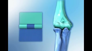 Six Types of Synovial Joints [upl. by Rikahs]