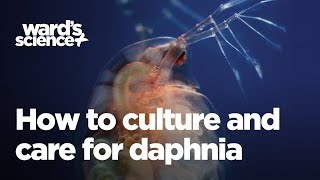 Caring and Culturing for Daphnia [upl. by Staley]