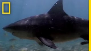 Bull Sharks Upriver  National Geographic [upl. by Amar]