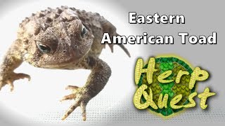 Eastern American Toad  Herp Quest 10 Herpetology Education [upl. by Nagah738]