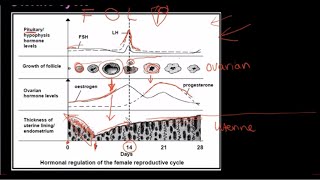 Grade 12 Life Sciences Human Reproduction Part 3 [upl. by Saiff]