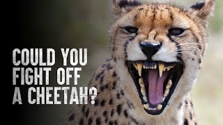 How to Survive a Cheetah Attack [upl. by Aninat133]