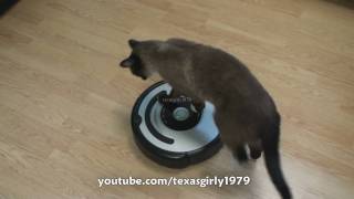 Cat shows HOW TO use iRobot Roomba Vacuum [upl. by Ottavia602]