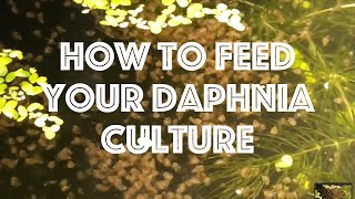 How To Feed Your Daphnia Culture [upl. by Laynad856]