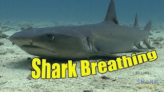 How Do Sharks Breathe  SHARK ACADEMY [upl. by Malvie]