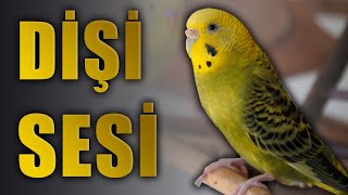 Muhabbet Kuşu Sesi Dişi muhabbet kuşu sesleri [upl. by Ahsiemak754]