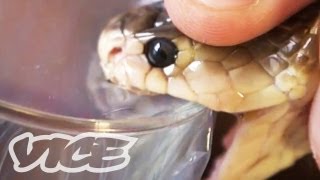 Comment Response Getting High Injecting Snake Venom [upl. by Otir]