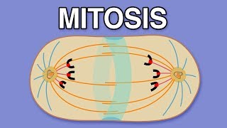 MITOSIS CYTOKINESIS AND THE CELL CYCLE [upl. by Namolos713]