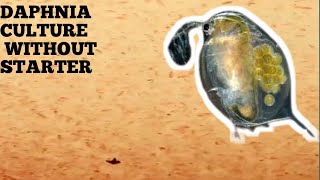 HOW TO CULTURE DAPHNIA NATURALLY WITHOUT A STARTER [upl. by Name985]