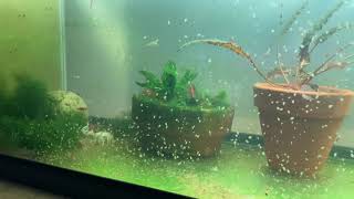 Daphnia Culturing Snails or no snails [upl. by Jarrid]