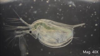 Daphnia magna under the Microscope [upl. by Blackington]