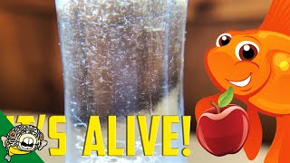 How to culture Vinegar Eels The EASY Way Live Fish Food [upl. by Harry]