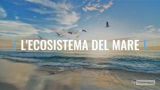 LECOSISTEMA DEL MARE [upl. by Yesiad]