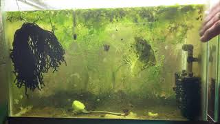 Scuds Daphnia Cherry Shrimp Copepods My aquatic food culture [upl. by Gredel]