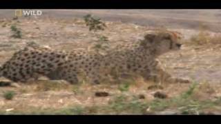 cheetahs huntings warthog watch in HD [upl. by Nilyad]