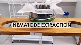 NEMATODE EXTRACTION BAERMANN FUNNEL METHOD [upl. by Garek]