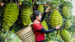 WOMAN Harvesting Dragon Scale Fruit  How to process dried dragon scale fruit amp cooking  Farm Life [upl. by Walley]