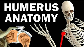 HUMERUS ANATOMY [upl. by Stromberg182]