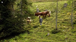 Almen in Österreich Vom Leben mit der Natur [upl. by Amil]