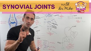 Synovial Joints [upl. by Annoek453]