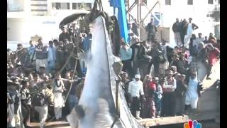 KARACHI BIG FISH REPORT MANSOOR AHMED EDIT BY AMIN AFRIDImp4 [upl. by Aritak]