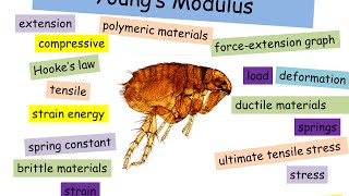 Youngs modulus  A level Physics [upl. by Yssak]