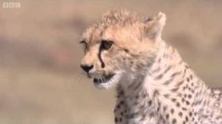 Cheetah Attacks Gazelle  Big Cat Diary  BBC [upl. by Enilav605]