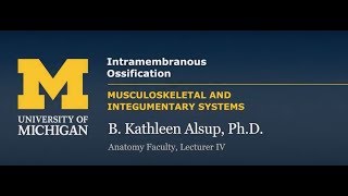 Skeletal System Intramembranous Ossification [upl. by Dun822]