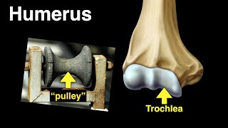 Humerus [upl. by Htomit]