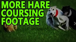 Hare Coursing More Footage  Working Lurchers [upl. by Cosetta695]