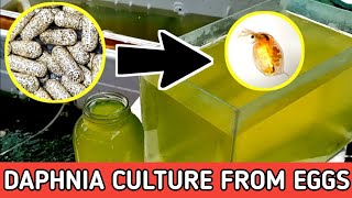 HOW TO HATCH DAPHNIA EGGS  HOW TO CULTURE DAPHNIA [upl. by Bully]