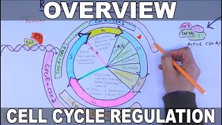 Cell Cycle Regulation  Basic Overview [upl. by Sonny]