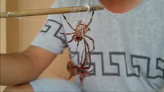 Spider Fight in the PHILIPPINES Intense Battle [upl. by Riggins]