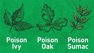 How to Identify Poison Sumac [upl. by Tigdirb563]