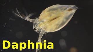 Daphnia [upl. by Ginelle]