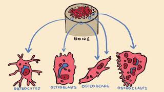 Bone Formation amp Endochondral Ossification [upl. by Nnylaf952]