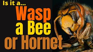 Bees vs Hornets vs Wasps For Kids  Whats The Difference [upl. by Htiderem]