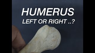 HUMERUS  SIDE DETERMINATION [upl. by Scuram]