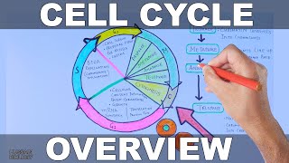 Cell Cycle  Overview [upl. by Akla]