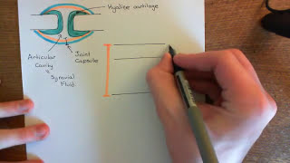 The Synovial Membrane Part 1 [upl. by Ellehcem]