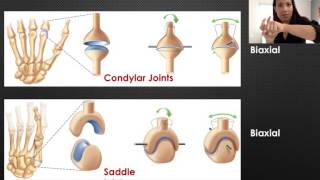 6 Types of Synovial Joints [upl. by Onabru]