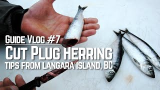 Guide Vlog 7 Cut Plug Salmon Fishing at Langara Island BC [upl. by Ahsets912]