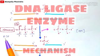 DNA Ligase enzyme and its mechanism  DNA ligation  Bio science [upl. by Eisso]