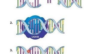 Ligation Using T4 DNA Ligase  Amrita University [upl. by Calabresi]