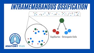 Intramembranous Ossification [upl. by Adnohsirk]