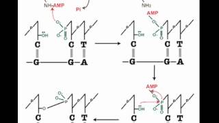 How DNA Ligation Works [upl. by Anabelle441]