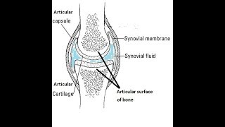 Structure of Synovial Joint Explained in Simple Terms [upl. by Jaenicke]